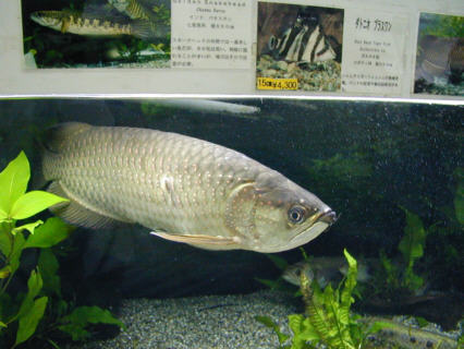 東京タワー水族館２ ３